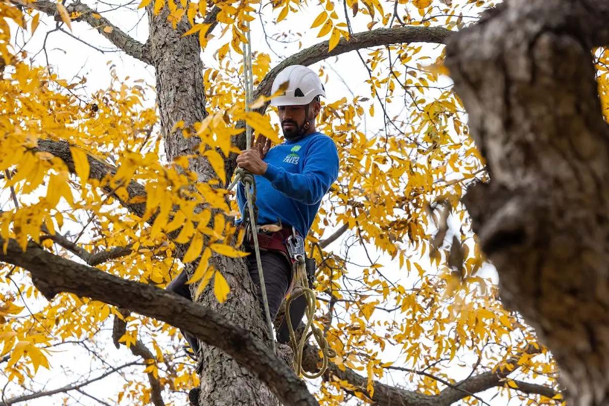 Skilled Tree Pruning crew working in Wellsville